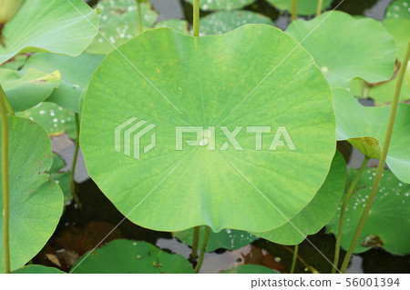 Lotus leaf Lotus leaf 56001394