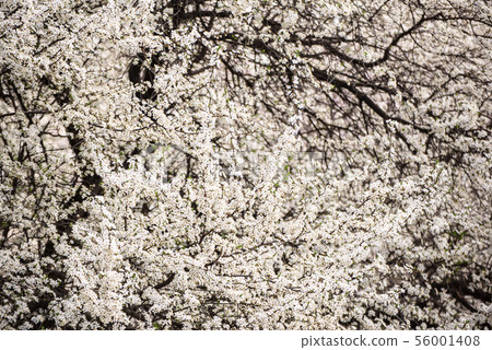 Plum flowers blossom 56001408
