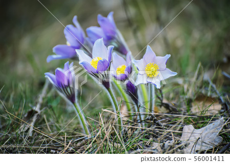 Pasque-flower in nature 56001411