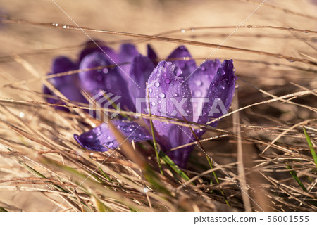 Spring crocus flower 56001555