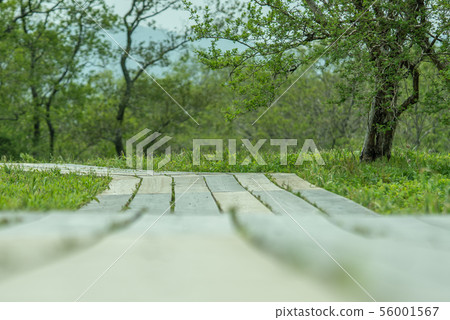 箱根濕潤的花園 箱根濕潤的花園 56001567