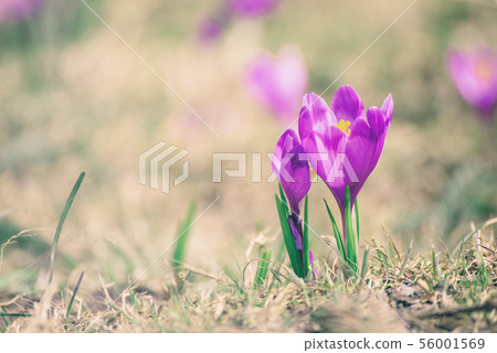 Spring crocus flower Spring crocus flower 56001569
