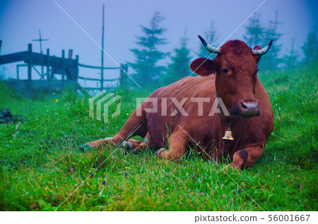 Dairy cow lying at meadow 56001667