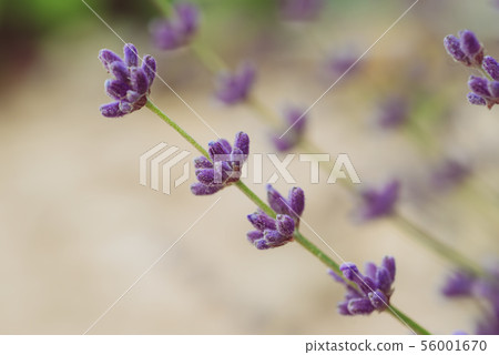 Lavender beautiful flowers Lavender beautiful flowers 56001670