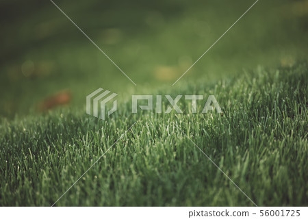 Natural abstract background Natural abstract background 56001725