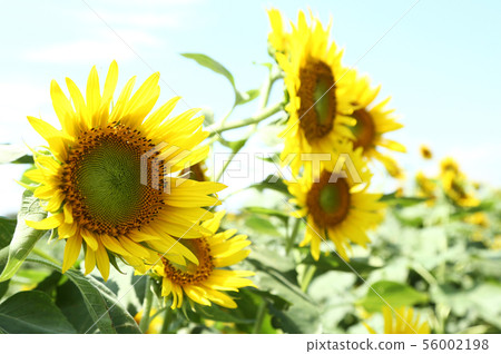 向日葵田 56002198
