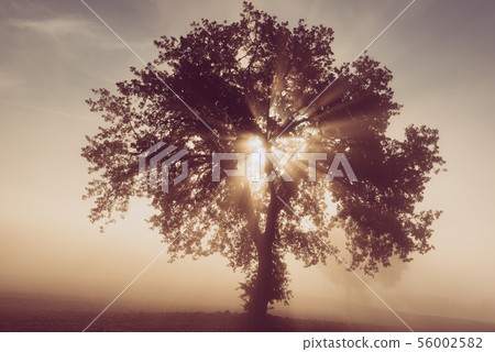 Single tree in the fog 56002582