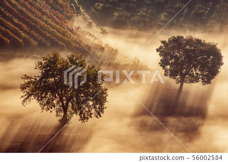 Two trees in the fog 56002584