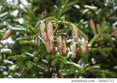 Fir tree branches 56002715