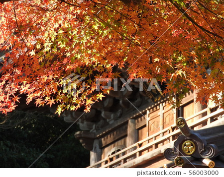 Komakura Autumn leaves Eishoji Temple 56003000