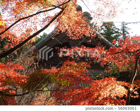 Myohonji Temple 56003001