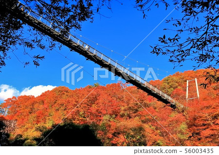 Autumn leaves and suspension bridges 56003435