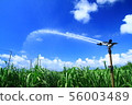 Sugarcane field and sprinkler in Kikaijima, a southern country 56003489