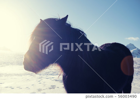 Norway sunny horse 56003490