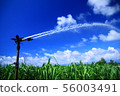 Sugarcane field and sprinkler in Kikaijima, a southern country 56003491