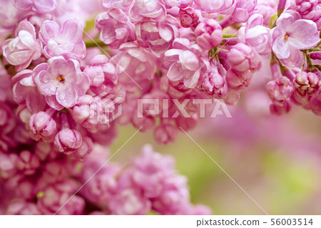 Lilac flowers macro Lilac flowers macro 56003514