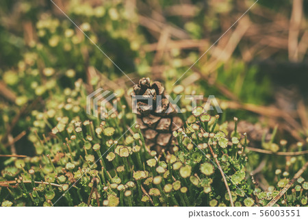 Pine cone in the moss Pine cone in the moss 56003551
