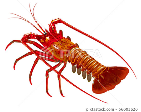 Ise shrimp Ise shrimp 56003620