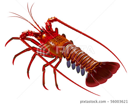 Ise shrimp 56003621