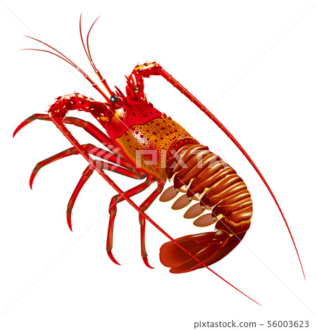 Ise shrimp 56003623