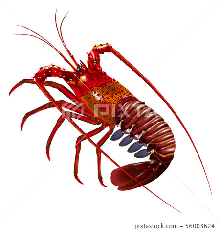 Ise shrimp 56003624
