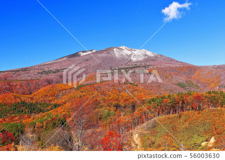 令人難忘的新鮮雪山和山脊的彩色的樹葉 令人難忘的新鮮雪山和山脊的彩色的樹葉 56003630