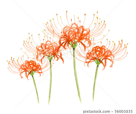 Higanbana painted in watercolor 56003835