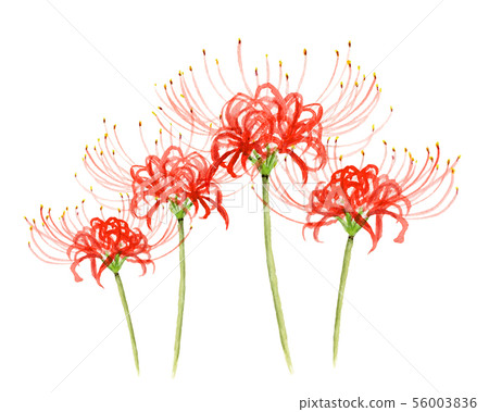 Higanbana painted in watercolor 56003836