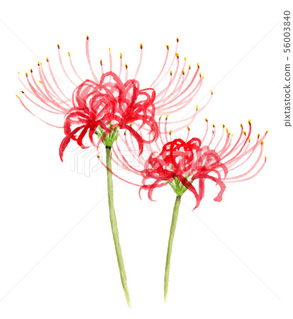 Higanbana painted in watercolor 56003840