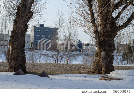 Riverside poplar 56003971