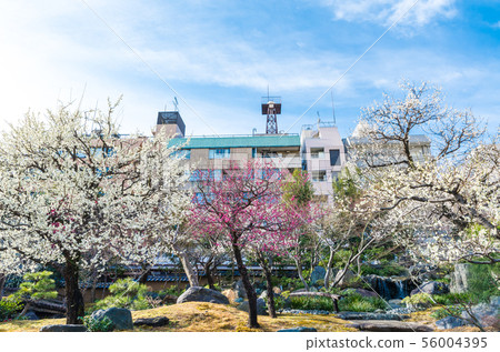 Yushima Tenjin Yushima Tenmangu Shrine Plum Festival（東京都文京區）2019年2月 56004395