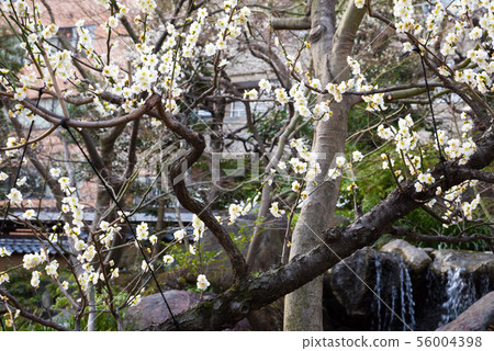 Yushima Tenjin Yushima Tenmangu Shrine Plum Festival (Bunkyo-ku, Tokyo) February 2019 56004398