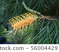 Australian native plant (grevillea) 56004429