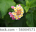 Pink and white lantana (Sydney, Australia) 56004571
