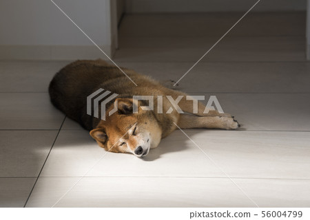 Dog sleeping face 56004799
