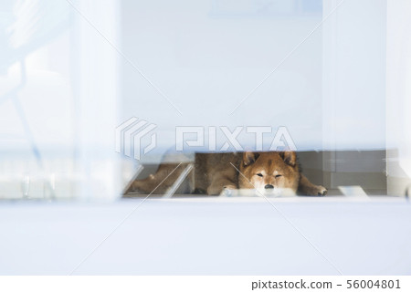 Dog sleeping face over glass 56004801