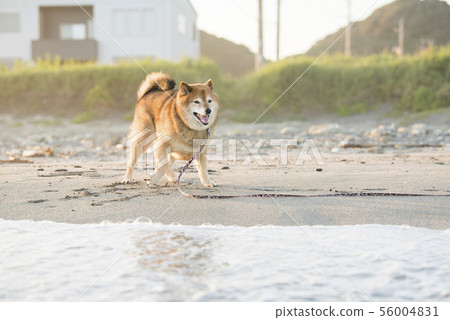 Shiba Inu playing on the beach 56004831