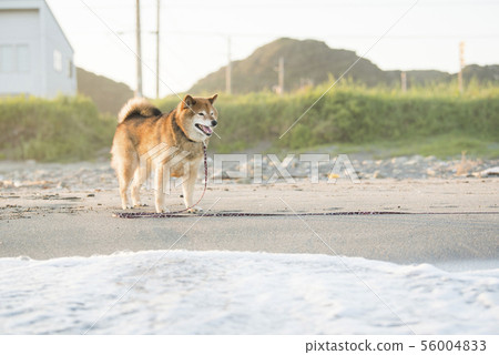 Shiba Inu在沙灘上玩 56004833