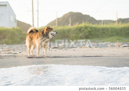 Shiba Inu在沙灘上玩 56004835