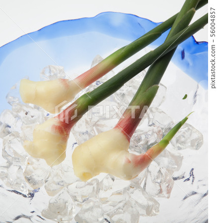 Leaf ginger 56004857