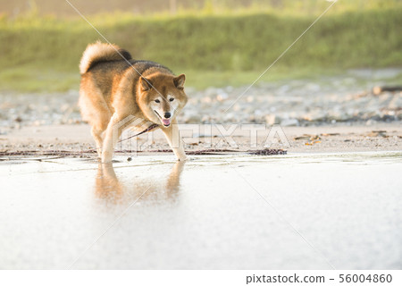 Shiba Inu playing on the beach 56004860