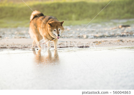 Shiba Inu在沙灘上玩 56004863