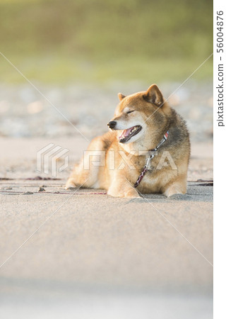 Shiba Inu playing on the beach 56004876
