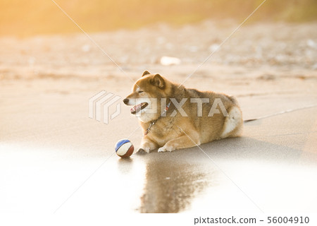 Shiba Inu playing on the beach 56004910