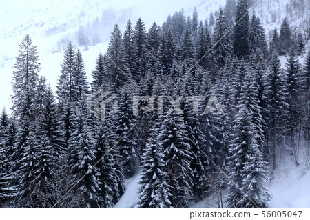 wonderful pine tree 56005047