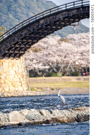 Kintai Bridge 34 Kintai Bridge 34 56005471