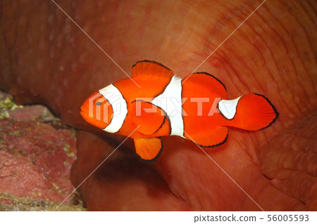 Clown Anemonefish, Amphiprion percula Clown Anemonefish, Amphiprion percula 56005593
