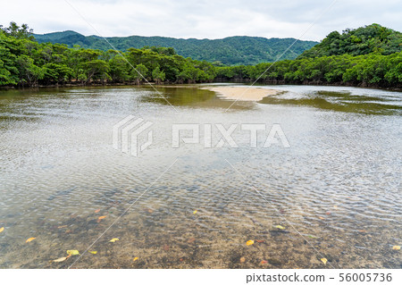 Okinawa Ishigakijima Futtsukawa mangrove community 56005736