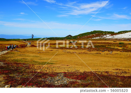 北海道Asahidake秋葉 56005820