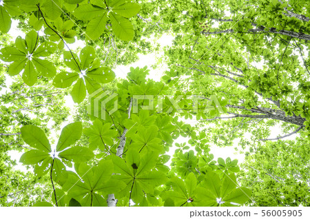 I look up at the trees I look up at the trees 56005905
